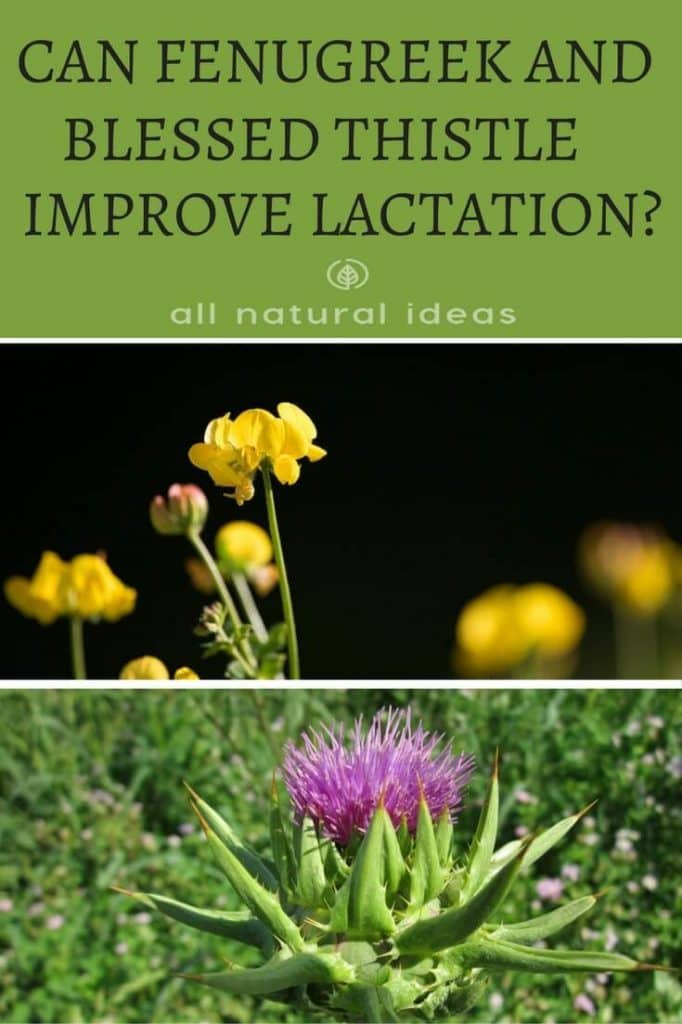 Can Fenugreek and Blessed Thistle Improve Lactation? All Natural Ideas