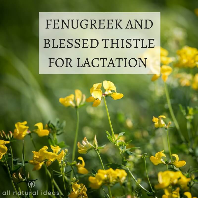 Can Fenugreek and Blessed Thistle Improve Lactation? All Natural Ideas