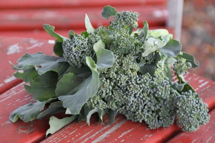 Superoxide dismutase supplement benefits from broccoli
