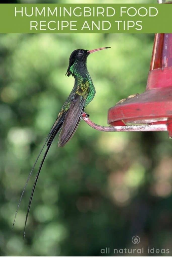 Hummingbird Food Recipe & Tips for Attracting the Birds All Natural Ideas
