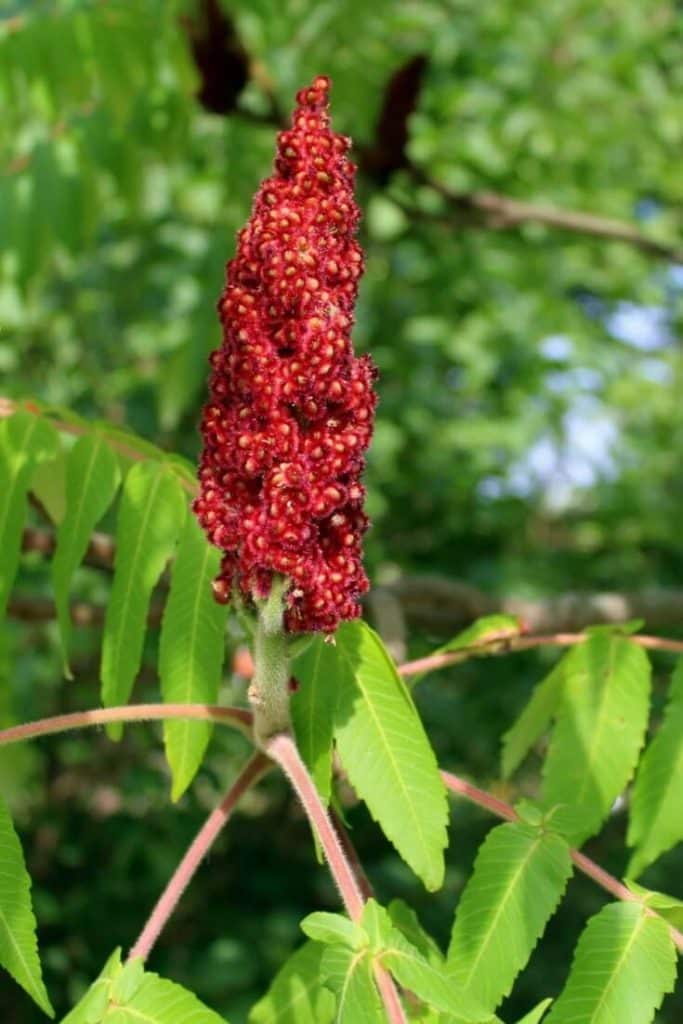 Staghorn Sumac Tea Top Health Benefits All Natural Ideas
