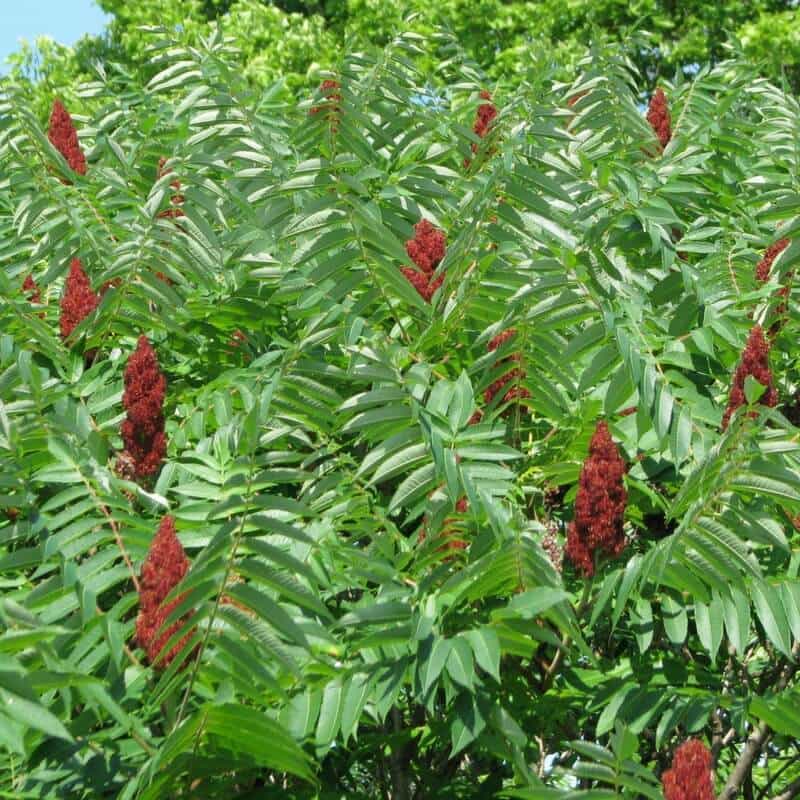 Top Health Benefits of Sumac Tea All Natural Ideas