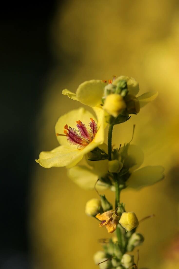 best essential oils for earache - mullein