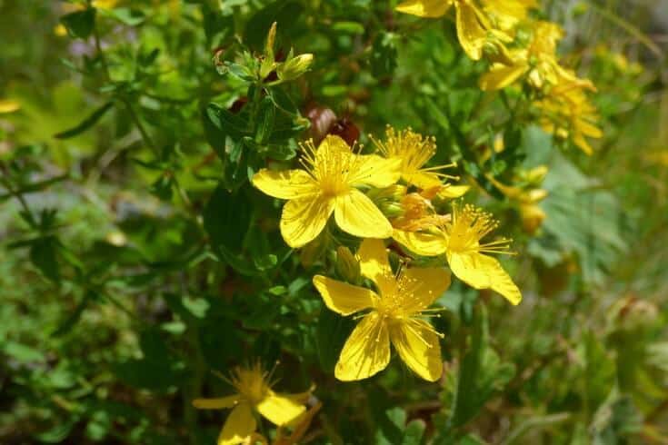 Using St. John's Wort oil 