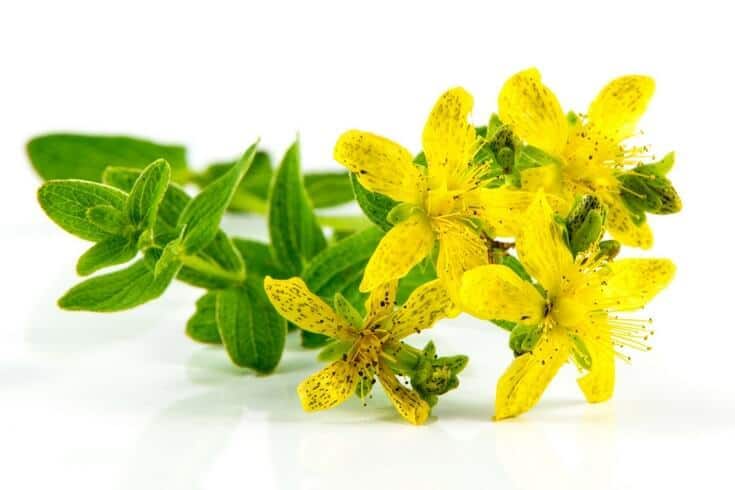 Using St. John's Wort oil for depression