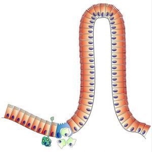 Leaky Gut Syndrome Test: is it even necessary? | All Natural Ideas