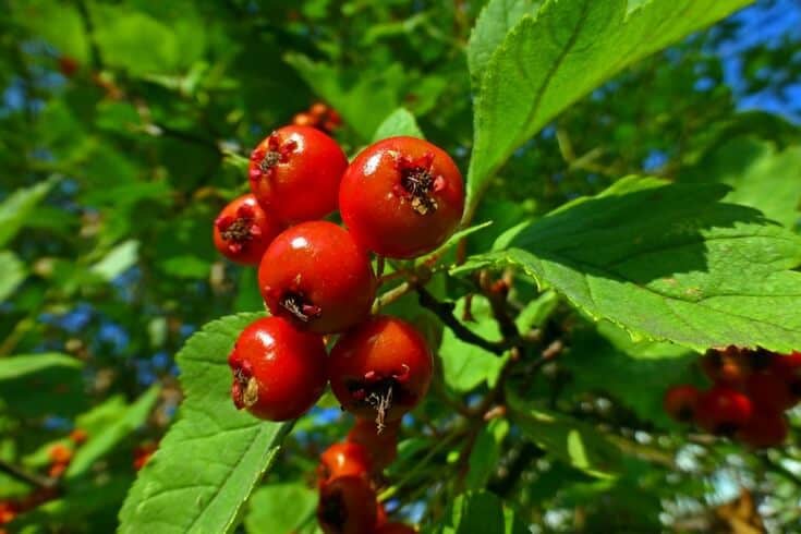 Hawthorn berry tincture