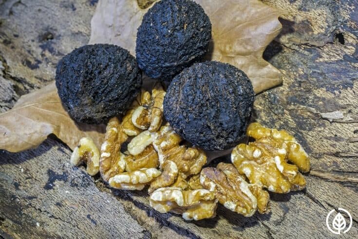Heart-healthy walnuts make for a nutritious snack or salad topping. But if you haven’t heard of black walnut oil, you might want to stock it in your natural medicine cabinet. Black walnut oil benefits are impressive.  