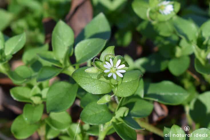 Chickweed tea might help you lose weight. Especially if your weight gain is caused by hormone replacement therapy or progesterone creams. There’s research to support the use of this herb for its anti-obesity effects and other health benefits….