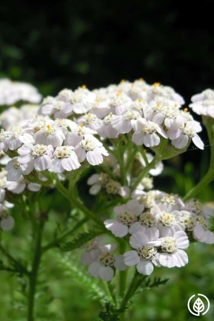 Yarrow tea comes from one of the most storied medicinal plants in history. If you’ve never heard of it, you might want to stock some in your cupboard. 