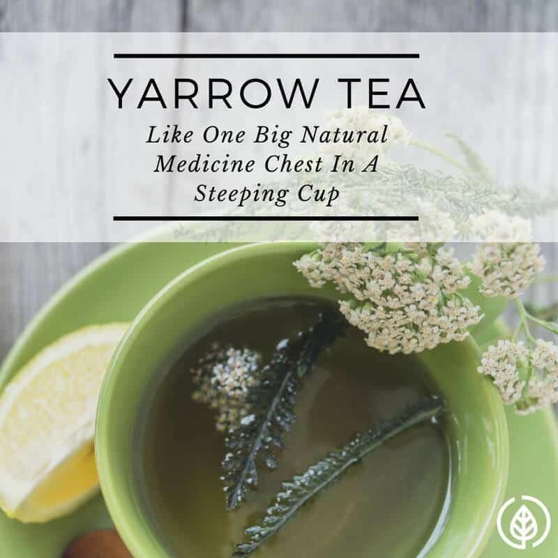 Yarrow Tea Benefits Reasons to keep it in the pantry All Natural Ideas