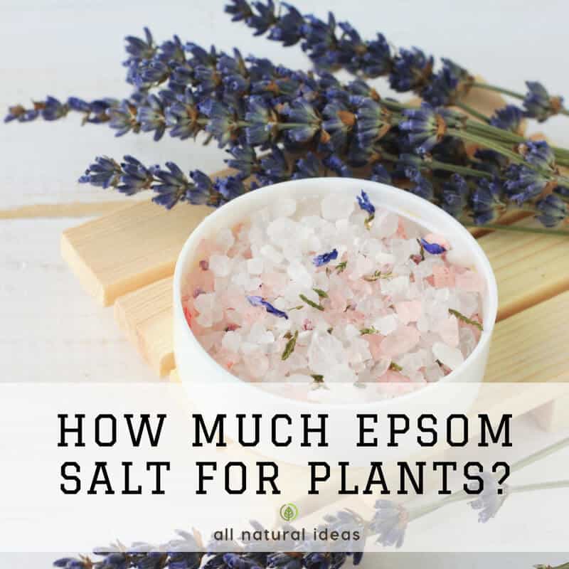 How Much Epsom Salt for Plants to Get Tasty Veggies? All Natural Ideas