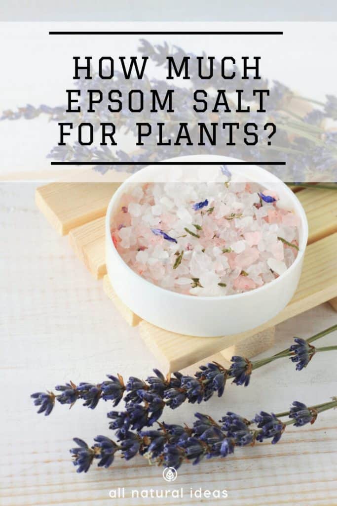 Growing your own veggies in your garden? Plants need the perfect amount of magnesium to yield exquisitely tasting produce. One thing you can add to soil is magnesium sulfate. But how much Epsom salt for plants is ideal?