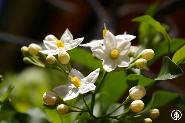 Jasmine essential oil has a euphoria-inducing quality. It calms the nerves, improves breathing, alleviates depression and nervous anxiety. There are other benefits and uses of it as well. If you’re into natural plant oil remedies, you’ll want to have some handy.