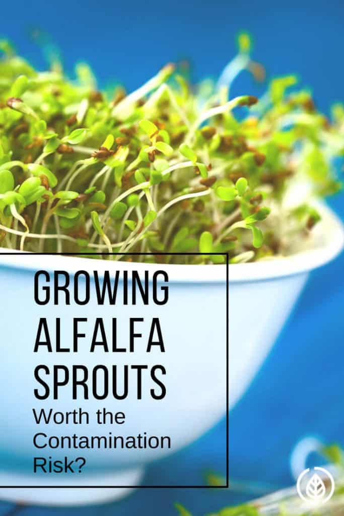 Arguably considered the healthiest topping to put on a sandwich, sprouts are loaded with nutrition. But with several reports of contamination, is it worth it to grow alfalfa sprouts?