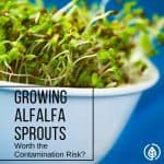 Arguably considered the healthiest topping to put on a sandwich, sprouts are loaded with nutrition. But with several reports of contamination, is it worth it to grow alfalfa sprouts?
