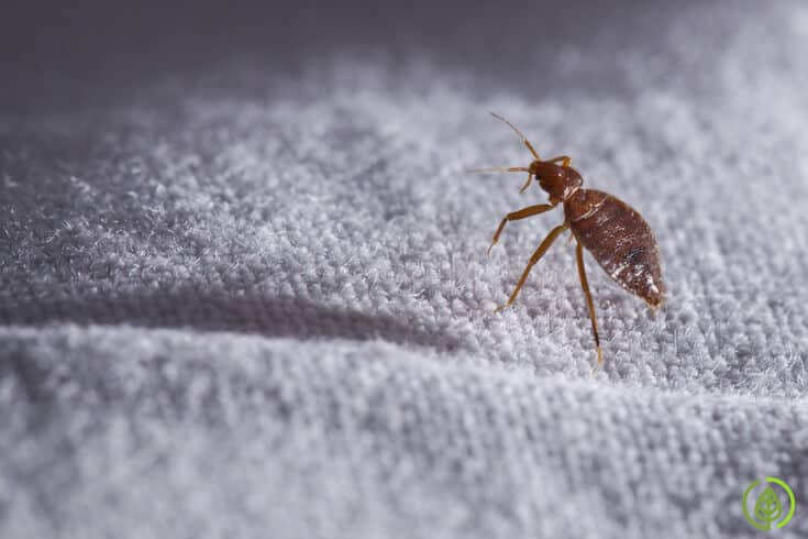 Do you have an infestation of miniature hitchhiking vampires, aka bed bugs? If so, it can be both a physical and psychological nightmare enduring their painful bites, sleepless nights, and long-lasting post-traumatic effects, such as never wanting to travel again. If you want to avoid harmful chemicals, is there a way how to get rid of bed bugs fast?