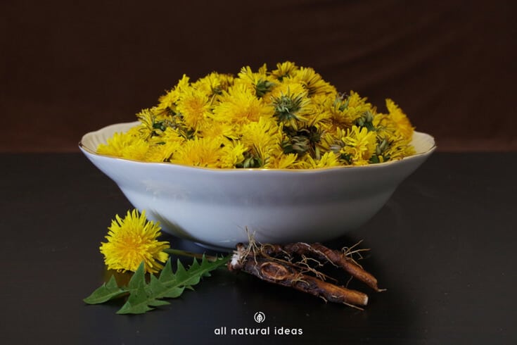 Organic dandelion root tea benefits include everything from improving lactation to killing aggressive cancer cells. It’s been used for at least a couple thousand years in Chinese medicine. If you love herbal tea, make room for this one in your pantry.