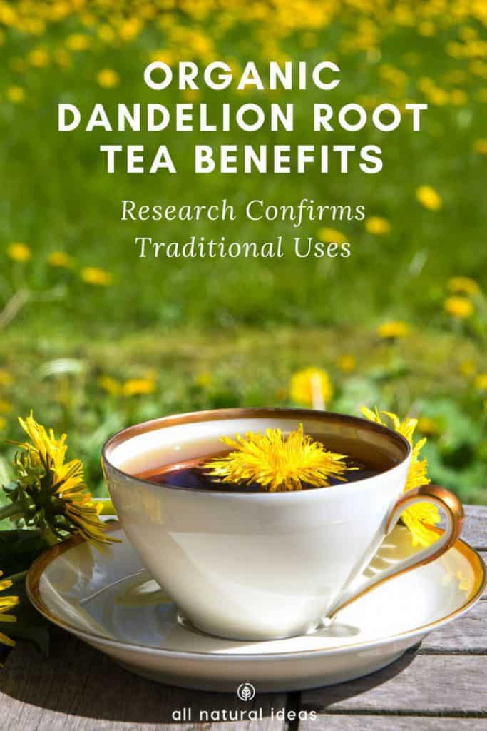 Organic dandelion root tea benefits include everything from improving lactation to killing aggressive cancer cells. It’s been used for at least a couple thousand years in Chinese medicine. If you love herbal tea, make room for this one in your pantry.