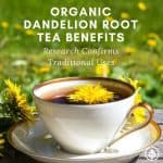 Organic dandelion root tea benefits include everything from improving lactation to killing aggressive cancer cells. It’s been used for at least a couple thousand years in Chinese medicine. If you love herbal tea, make room for this one in your pantry.