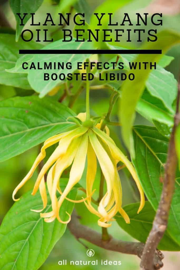 Ylang ylang oil benefits are numerous, including helping you relax and reduce stress, and possibly even boosting your sex drive.