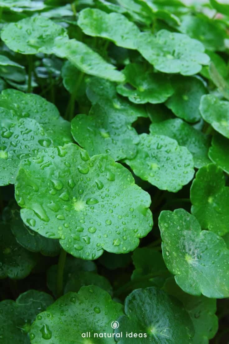 Gotu kola tea benefits are numerous unlike the "cola" you probably grew up drinking. For thousands of years, traditional Chinese healers have considered this herbal medicine a "miracle elixir of life."