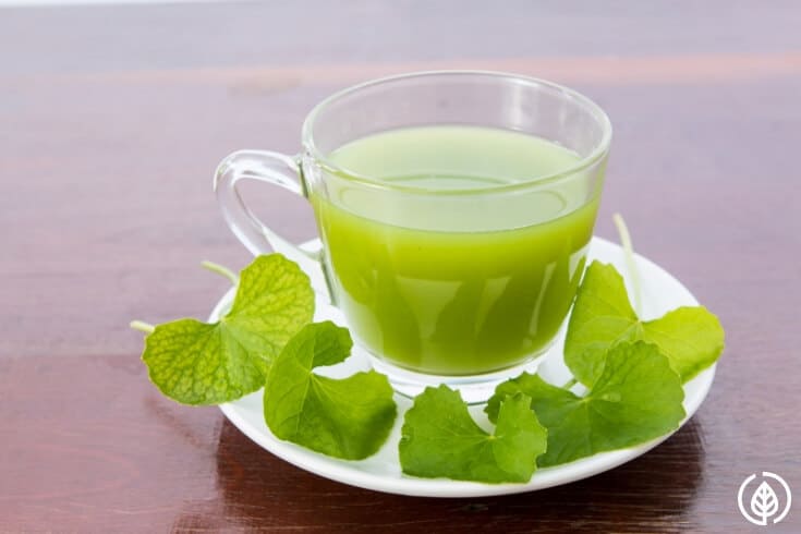 The Amazing Gotu Kola Tea Benefits You Need to Know | All Natural Ideas