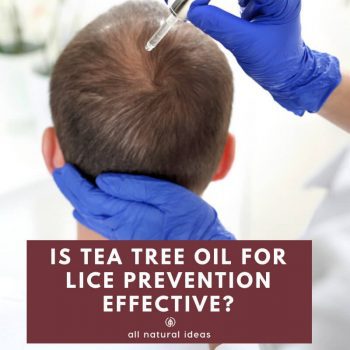 Is head lice a right of passage for kids, like getting chicken pox? Or, can natural remedies such as tea tree oil for lice prevention in shampoo work? Maybe your kid doesn't have to be kept from school if you apply it frequently to your child's scalp.... 