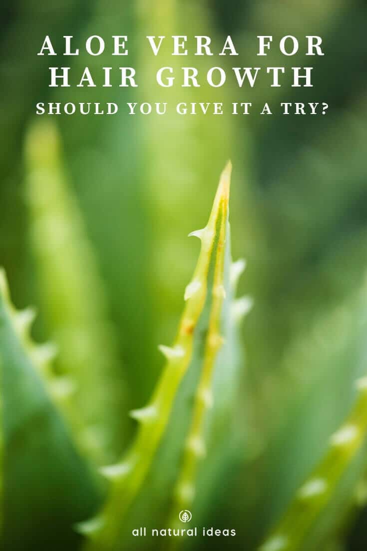 Is the gooey green ooze that seeps out of a succulent plant the fountain of youth? Everybody knows Aloe is great for treating skin ailments. But it turns out aloe vera for hair growth might work ... there's even some research that says so. Read on to learn more....