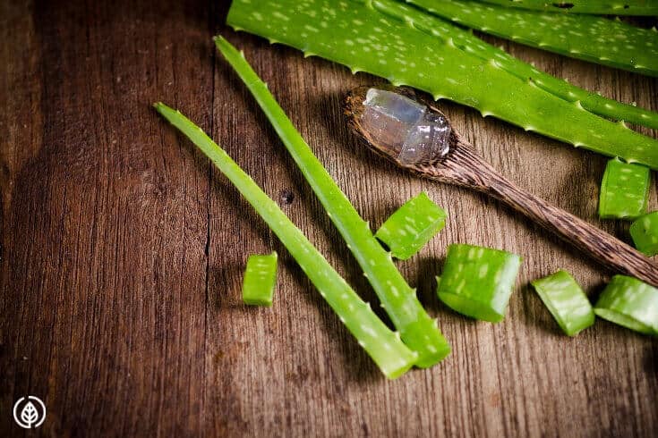 Is the gooey green ooze that seeps out of a succulent plant the fountain of youth? Everybody knows Aloe is great for treating skin ailments. But it turns out aloe vera for hair growth might work ... there's even some research that says so. Read on to learn more....