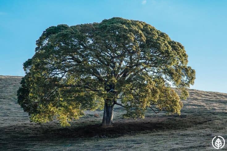 copaiba tree
