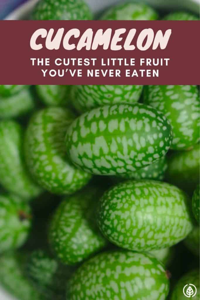 Wondering what’s up with all the hype about cucamelons? The tiny fruits look like a mini watermelon and tastes like…. Well, find out what cucamelon it tastes like, where you can buy it, what they go great with and how to grow it. 