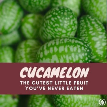 Wondering what’s up with all the hype about cucamelons? The tiny fruits look like a mini watermelon and tastes like…. Well, find out what cucamelon it tastes like, where you can buy it, what they go great with and how to grow it.