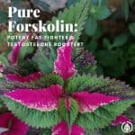 Pure forskolin is a supplement that has helped celebrities like Matthew McConaughey get ultra lean for movies. Never heard of it? Besides fat loss, there are other forskolin benefits. Learn about them here….