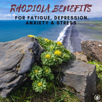 Can a plant that thrives in harsh, frigid environments be a natural remedy for improving energy and mood? Many studies say rhodiola rosea does just that. Other rhodiola benefits include calming the nervous system and relieving anxiety disorders. Discover more about this arctic root and why rhodiola extract is regarded as one of the best herbal supplements for stress.
