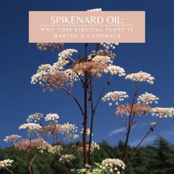 Celebrated as an expensive perfume in ancient times, spikenard oil today is used for more than smelling lovely. Discover the benefits of spikenard essential oil….﻿