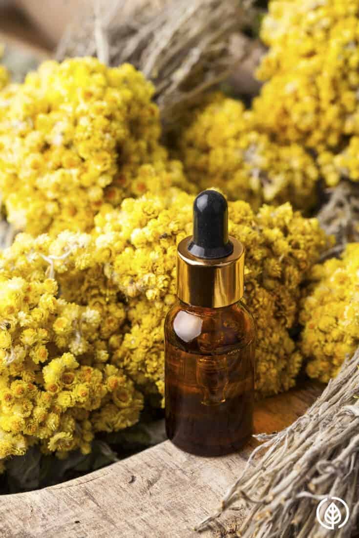 helichrysum essential oil