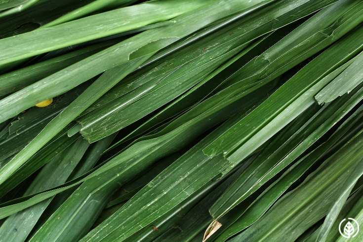 Vetiver Plant