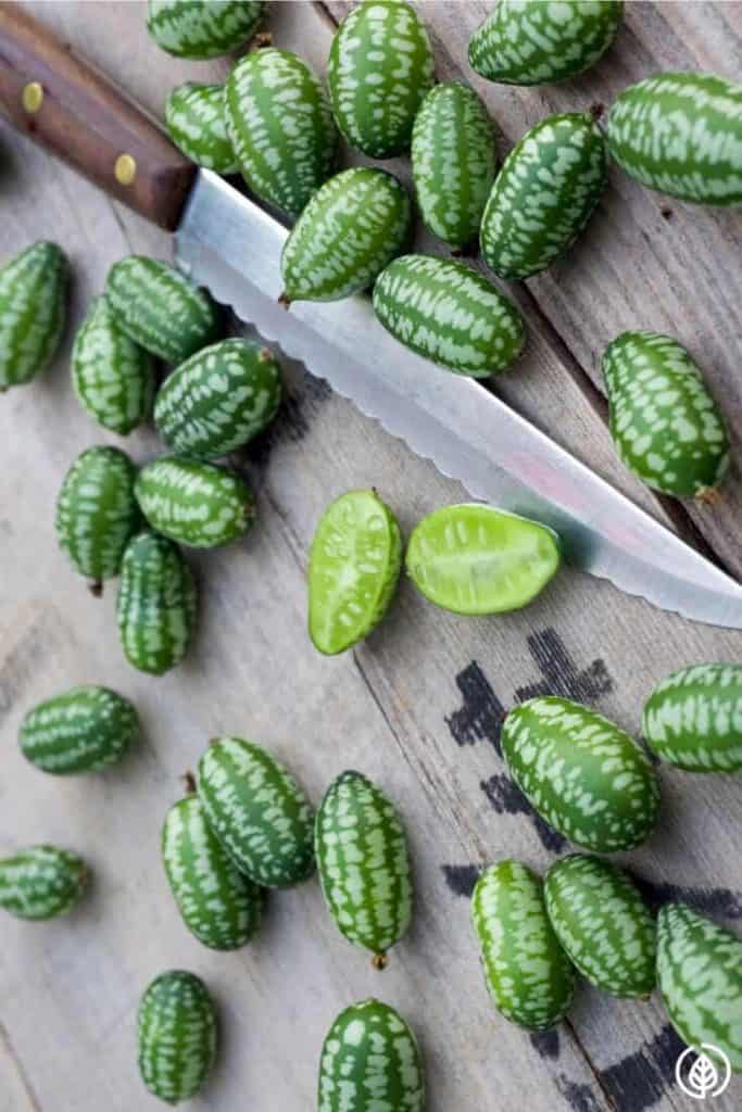 knife with cucamelons