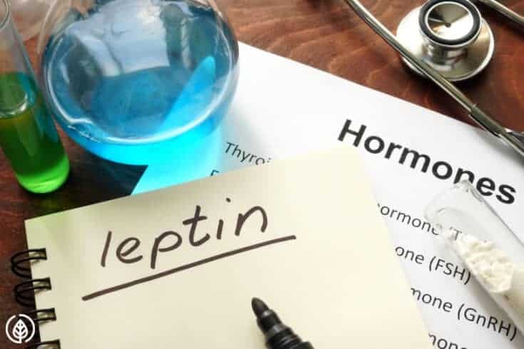 leptin hunger hormone