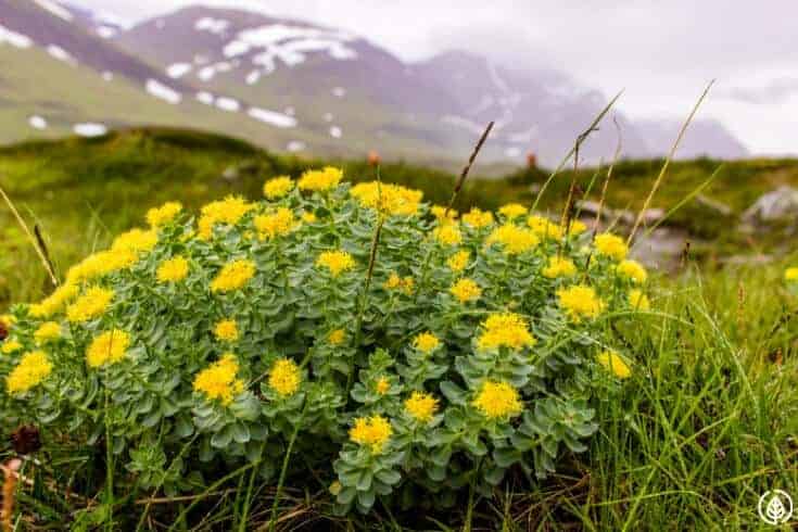 rhodiola flowers